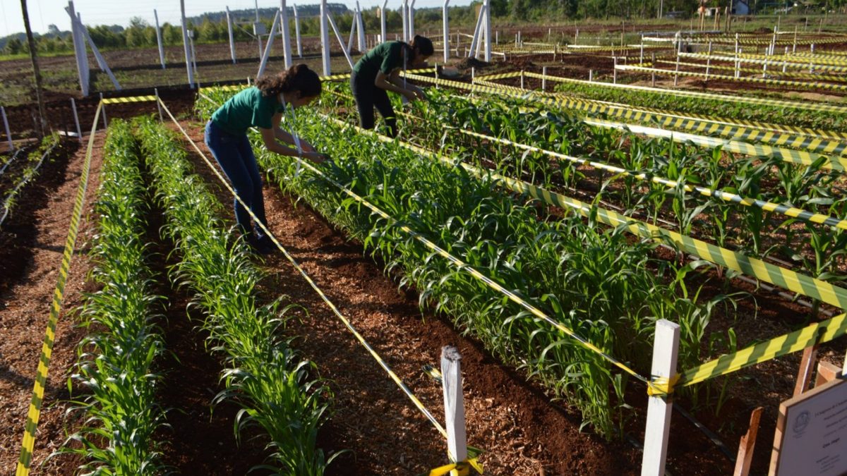 Maestría con Orientación a la Investigación en Producción Agrícola